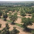 Fattoria di frutta azienda agricola in vendita vicino a Shumen