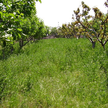 Coltivi la terra vicino Sandanski