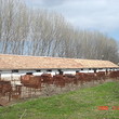 Allevamento di maiali in vendita vicino a Petrich