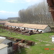 Allevamento di maiali in vendita vicino a Petrich