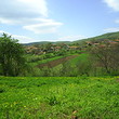 Casa rurale quasi una foresta