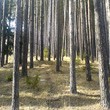 Trama nella montagna