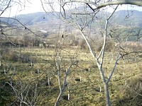 Terreno agricolo in Kyustendil