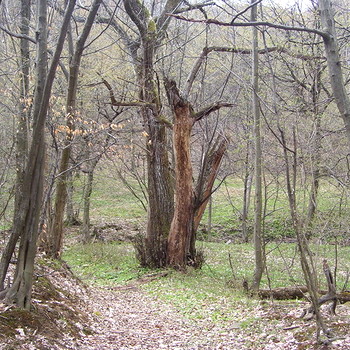Terreno agricolo in Berkovitsa