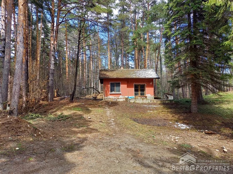 Bella casa in vendita in un bosco
