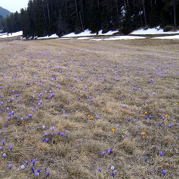 Terreni edificabili in Pazardzhik